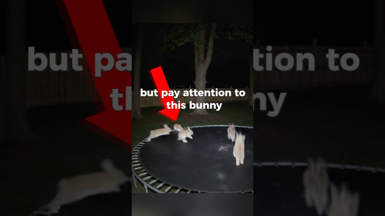 Bunnies jumping on trampoline