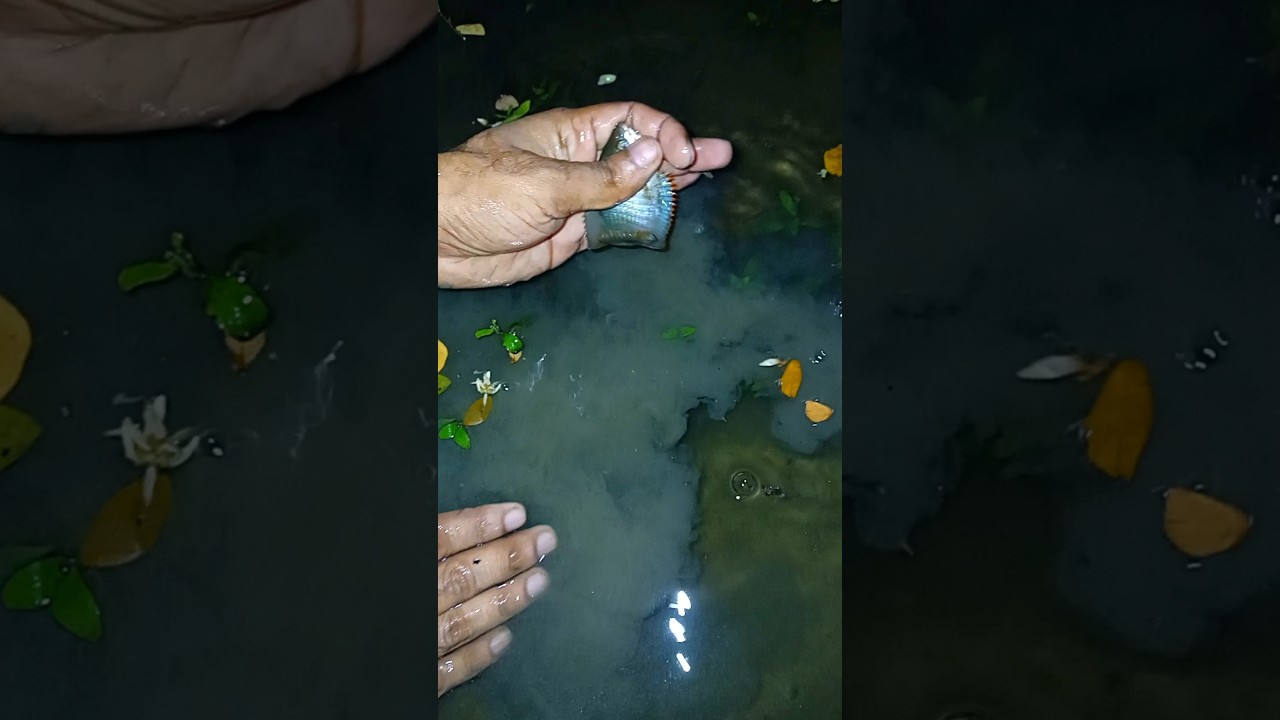 fishing। fish। fishing life