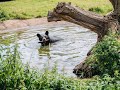 Young North American Black Bear Plays In The Pool