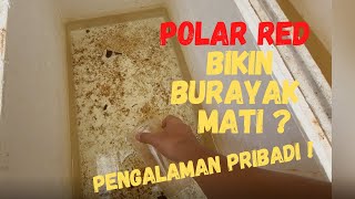 Download lagu POLAR RED BIKIN BURAYAK MATI ? mp3 Download lagu POLAR RED BIKIN BURAYAK MATI ? mp3