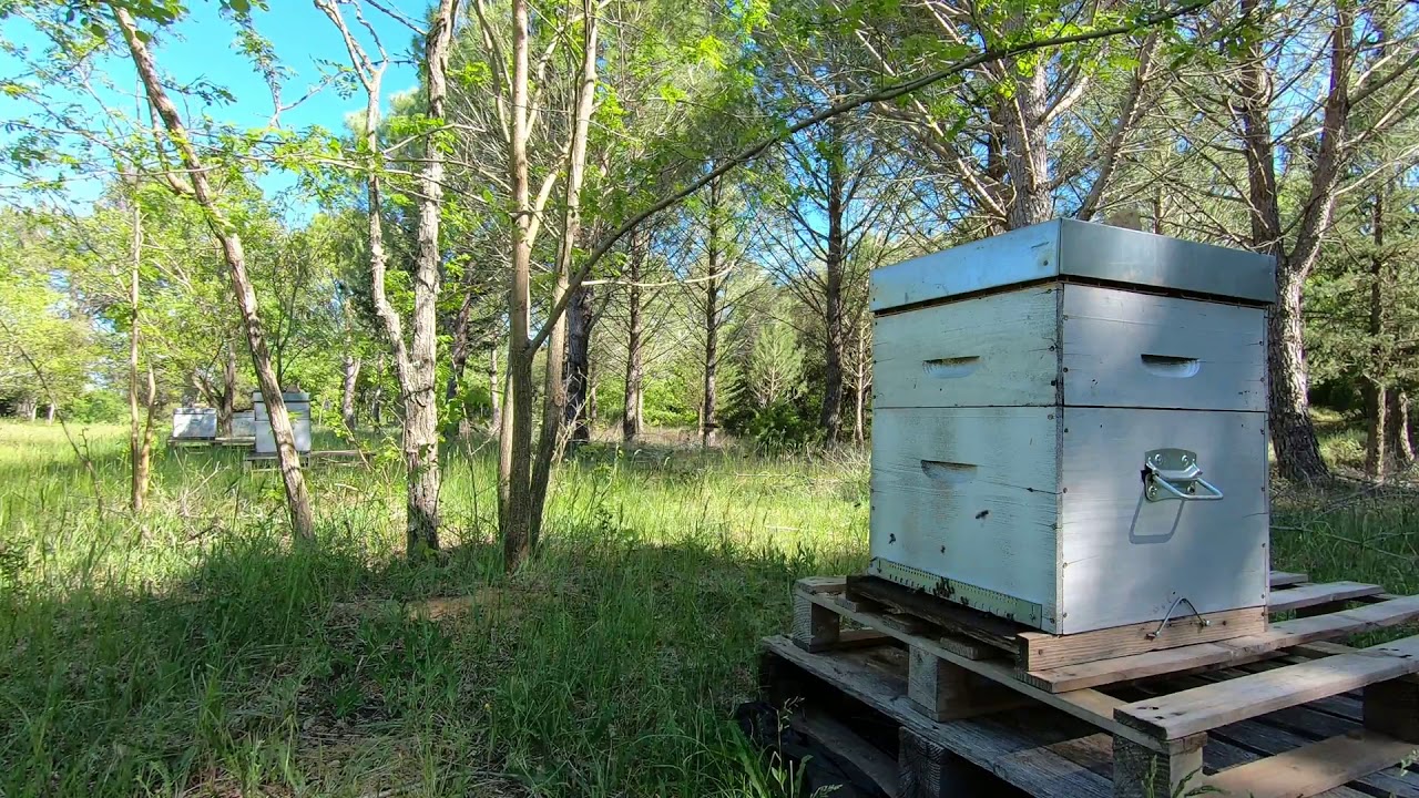 Minute Ressource & Ruche sur le Domaine Saint-Antonin Minute Ressource & Ruche sur le Domaine Saint-Antonin