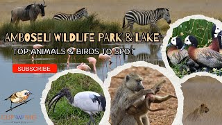 Top Animals & Birds to See in Amboseli National Park & Amboseli Lake | Ultimate Safari Guide