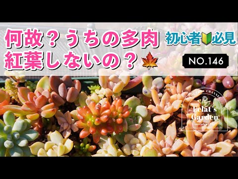 赤もみじ「ブラッドグッド」 植物