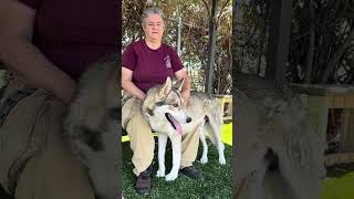Video preview image #1 Siberian Husky Puppy For Sale in Pasadena, CA, USA