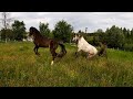 I Try To Mate Young Connemara Mare With A Stallion Will I Succeed This Time
