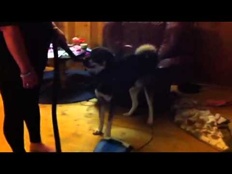 Fenris og støvsugern!