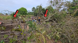 POR MUITO POUCO NOSSOS P0RCOS NÃO M0RRERAM ESMAGAD0S! TEMPESTADE FORTE