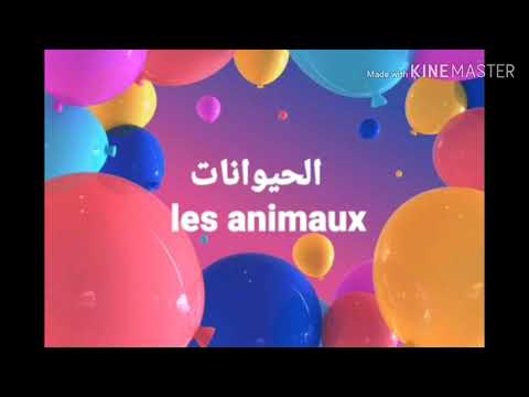 صداقة بين كلب و بقرة