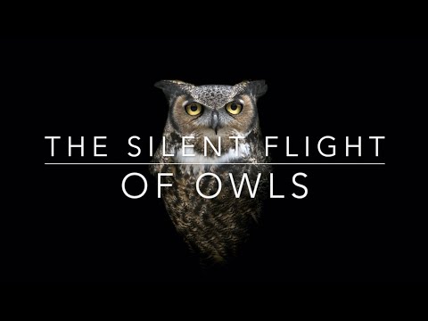 The Silent Flight of Owls