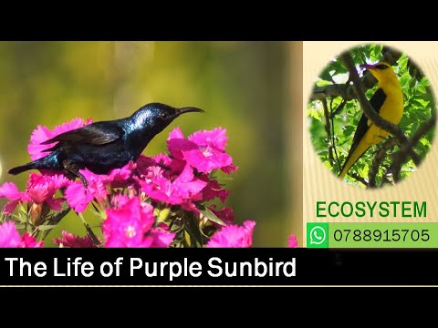 The Life of Purple Sunbird