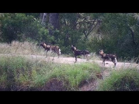 Djuma: African Wild Dogs on the hunt - 07:01 - 04/05/20