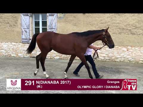 Arqana August Sales - Lot 291 - Haras des Granges