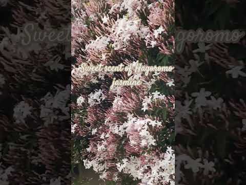 黄色のウィンター ジャスミン 植物