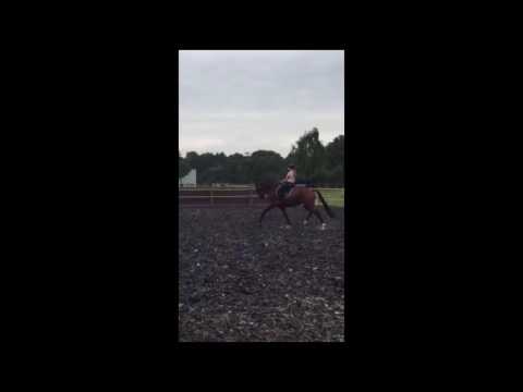 Babalou (Bellissimo M x Fürst Heinrich)