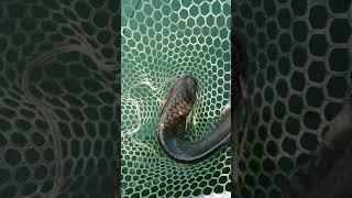 平瀬彪 撮影　ナマズです