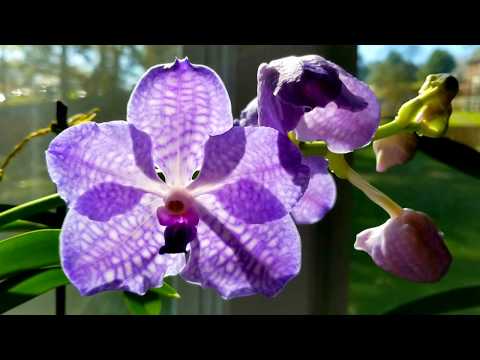 Orchid updates and garden tour.  New spikes, blooms, leaves and roots.