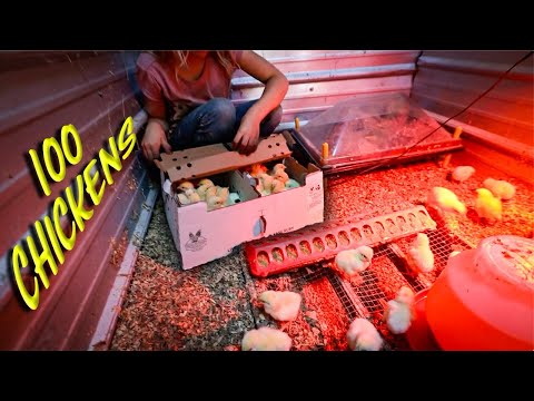 100+ Chicks Arrive in the Mail Hungry