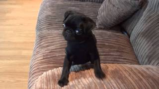 Batman Pug puppy screaming for dinner