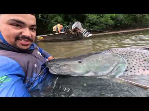 PINTADO DE 1.52 METROS , RIO DOURADOS ,MATO GROSSO DO SUL 