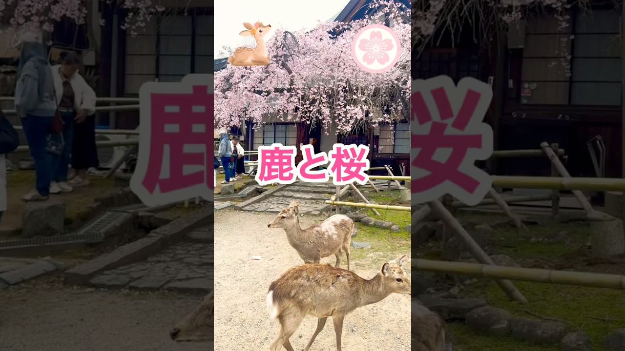 鹿と桜で外国人観光客で溢れかえる氷室神社　奈良🫎🌸