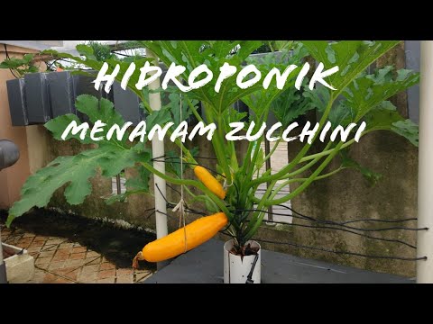 , title : 'Hidroponik Menanam Zucchini Kuning (KYS Cherub)'
