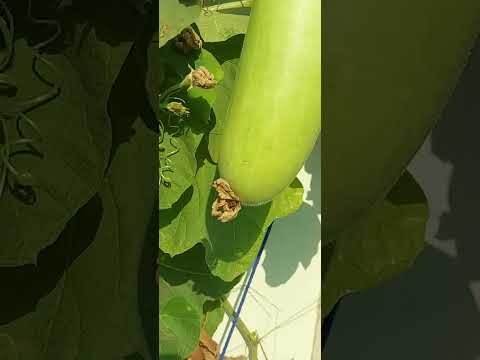 Naziya .nature #naturelovers #organicfarming#youtubeshorts #louki#vegetablesgardening #relaxingvideo