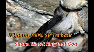 Download lagu Suara walet Original Goa , SP Terbaik mp3