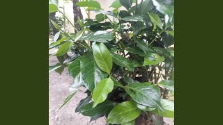 Download lagu Naluriku Bicara Tentangmu mp3