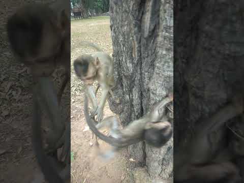 twin brother 🐒🙈🙉 #monkey #fps #amazing #funny #shorts
