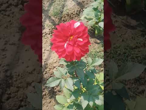dard #kushagra #flower