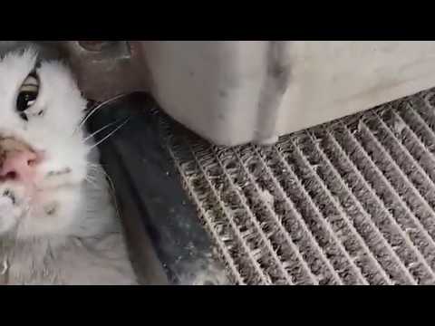 Шофёр мусоровоза вытащил кота из-под мотора. Real video