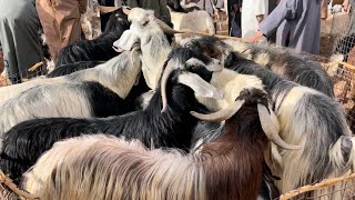 Download lagu حصريا اسعار الماعز :سوق المواشي مليليحة ولاية الجلفة 28أكتوبر2025 سعر الجدي المحلي غالي أم رخيس.؟🙄 mp3