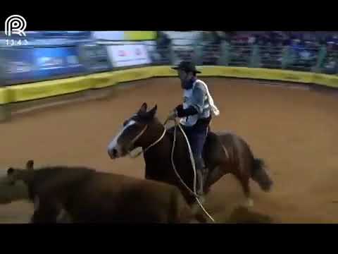 Final Freio de Ouro (RS) – 3° lugar fêmeas – Ambiciosa dos Castanheiros (Prova: Mangueira II)