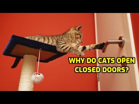 YouTube video about: Why do cats hate closed doors?