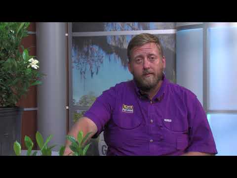 Information About Gardenias