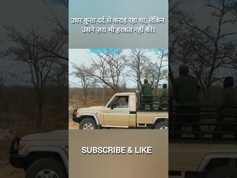उधर कुत्ता दर्द से कराह रहा था, लेकिन उसने ज़रा भी हरकत नहीं की।#short #shorts #trending