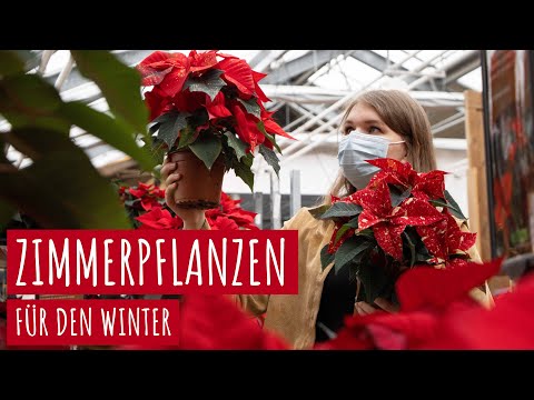 3 schöne Zimmerpflanzen für den Winter – Expedition in die Florawelt Dorsten (Weihnachtsstern & Co)