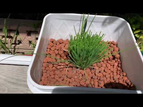 Dutch Bucket Plants Growing In!