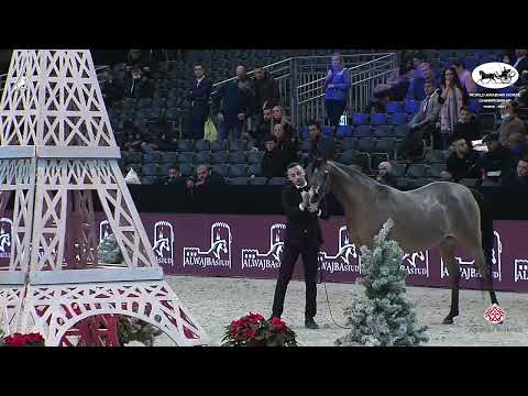 N 63 ROE LAYYA   World Arabian Horse Championship 2021   PARIS   Senior Mares Class 3B