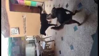 Video preview image #1 German Shepherd Dog-Unknown Mix Puppy For Sale in NYC, NY, USA