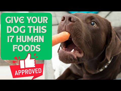 17 HUMAN FOODS YOU CAN SAFELY FEED YOUR DOG