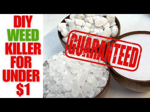 Homemade Weed Killer | Better Than Round-Up | Safe For Pets
