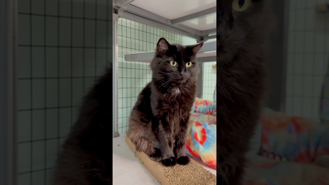 Enlarge Raven, a Adoptable Domestic Medium Hair in Redwood Valley, CA video 6/6