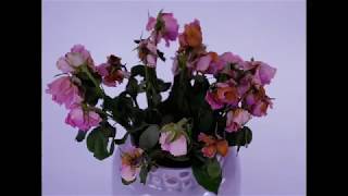 Spring by Gifts For The Earth (Music Video)