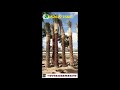 Decerative Palm Tree Sale In Dubai