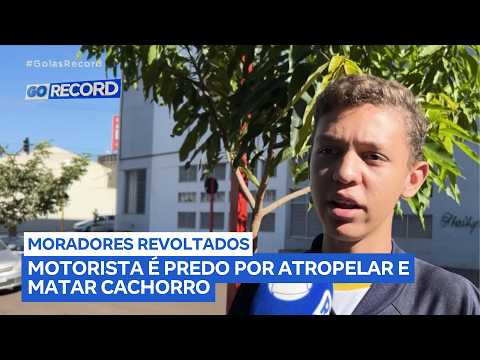 Motorista é preso após matar cachorro atropelado