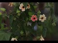 How to grow Black Eyed Susan Vine or Thunbergia Alata from seed / In Love with Soil