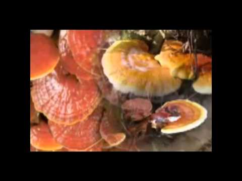 Magas vérnyomás és reishi, (Ganoderma lucidum)