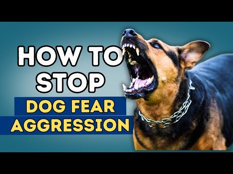 How To Stop Dog Fear Aggression