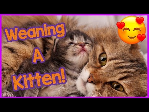 How to wean kittens - weaning kittens advice
